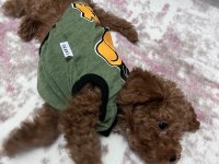 3 AYLIK TOY POODLE ERKEK AŞILARI TAM
