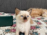 British Shorthair Güzelime Yuva