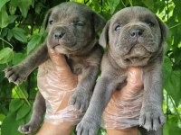 Orjinal Blue Cane Corso İtaliano
