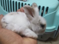 Yavru teddy Hollanda lop tavşanı