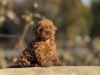 Aşılı Çiş Eğitimli Orjinal Toy Poodle Bebekler