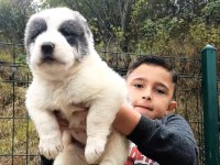 TÜRKİYENİN EN BÜYÜK ALABAY BEBEKLERİ