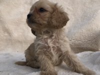 TÜY DÖKMEZ KOKU YAPMAZ CAVAPOO YAVRULAR