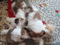 Orjinal saf kan Shih Tzu Şitsu