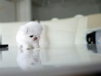 Kore maltese köpeklerimiz gelmiştir