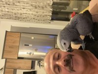 Jako papağanı konuşuyor ele geliyor