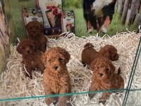 SHOW CLLAS RED BRWON TOY POODLE YAVRULAR