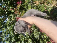 Rezerve iptali son kalan dişi french bulldog yavru