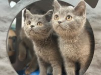 British Shorthair Yavruları