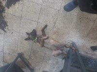 Akıllı belçika kurdu