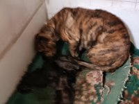 Safkan Amerikan Tiger Presa Canario