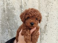 Tatlı toy poodle bebeklerim