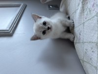 Şampanya rengi ve kırçal british shorthair