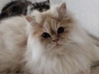 Chinchilla kediler