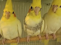 55 60 Günlük Ele Alışkın Sultan Papağanı Bebekler