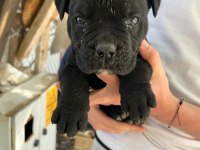 4 nisan doğumlu cane corso anne baba secereli