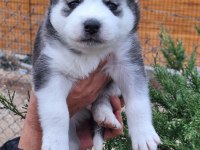 SAFKAN A KALİTE HUSKY YAVRULAR