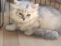 Çok akıllı uslu british longhair yavrularımız