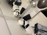 Ücretsiz sahiplendirme british shorthair kedimiz
