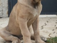 DEV DİŞİ ASLAN CANE CORSO