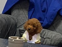 0 numara red Toy Poodle yavru