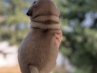 A kalite pug mops bebeğim