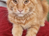 Maine coon red tabby erkek