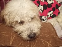 Canım terrier oğlum yeni ailesini arıyor acil