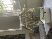 Kuşlarımız nargile ile takas olur