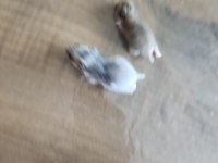 2 Mayıs ve 5 Mayıs hamsterlarımız sahiplendirilecektir