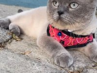 SAHİBİNDEN ÜCRETSİZ KEDİMİZ