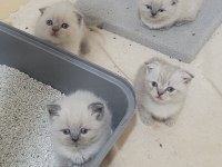 Scottish Fold British Shorthair Blue Point Bebekler