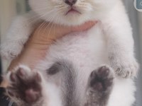 British Shorthair Kedisi