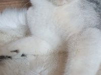 2 yaşında dişi British Shorthair
