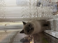 3 yaşındaki dişi kedime yuva arıyorum