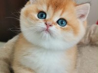 Teslime hazır bebek kedimiz