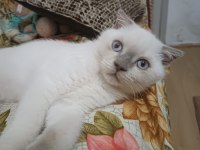 2.5 Aylık Sağlıklı Ve Enerjik Scottish Fold