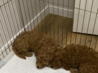 2 DİŞİ YAVRU TOY POODLE SAHİPLENDİRİYORUZ