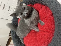 Sevecek iyi bakacak aile arıyoruz british shorthair