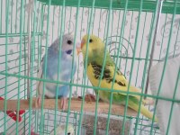 Yavru Muhabbet Kuşu 25 Günlük