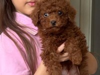 Kore Kan Toy Poodle 4 Aylık