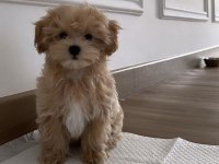 Eşsiz kalite de maltipoo