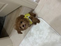 Orjinal toy poodle