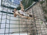 Köpeğimiz Barbiyi Sahiplendiriyoruz