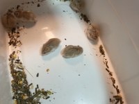 Ücretsiz Gonzales Hamster Yavrular