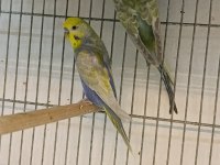 MUHABBET KUŞU HAZIR TAKIM