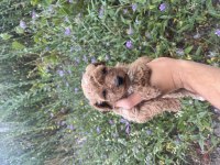 Toy poodle yavrularımız için ulaşın