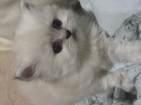 British longhair yavrular