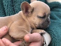 5 aylık micro dişi blue fawn french bulldog