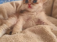 Son kalan peluş gibi yavru kediler
